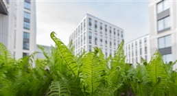 CoDT : une proposition de décret veut imposer le verdissement des espaces urbanisés